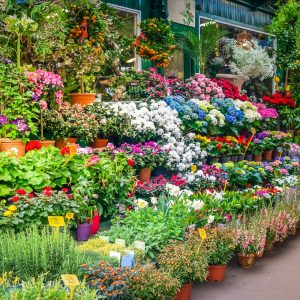 Paris flower market with fresh flowers pots at Cite island, Paris France